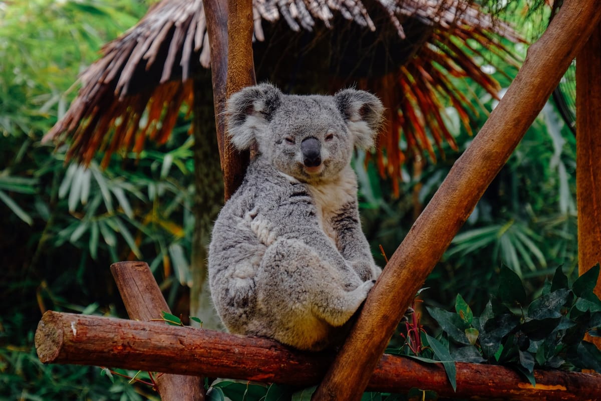 Koala Writer for Greater Productivity
