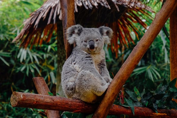 Koala Writer for Greater Productivity