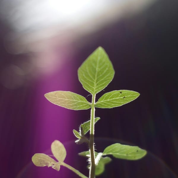 Blue Standard vs B Corp: Which Sustainability Certification is Right for Hotels & Resorts?